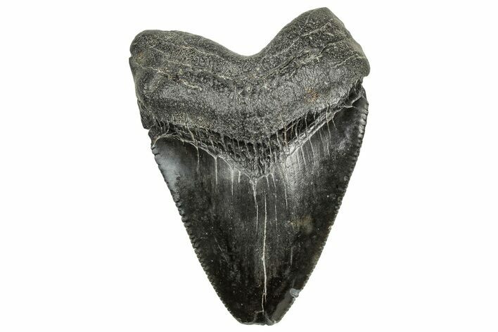 Serrated, Juvenile Megalodon Tooth - South Carolina #328741